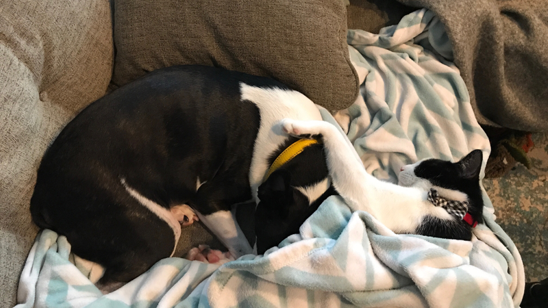 Lucy and Bowie, again.